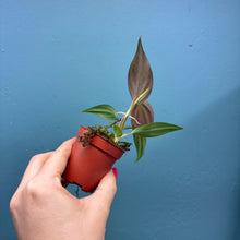 Load image into Gallery viewer, Baby Philodendron Scandens Micans
