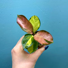 Load image into Gallery viewer, Hoya Australis Lisa Propagation Pot
