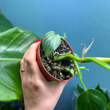 Load image into Gallery viewer, Philodendron Pittieri &amp; Mamei Rooted Propagation Pot
