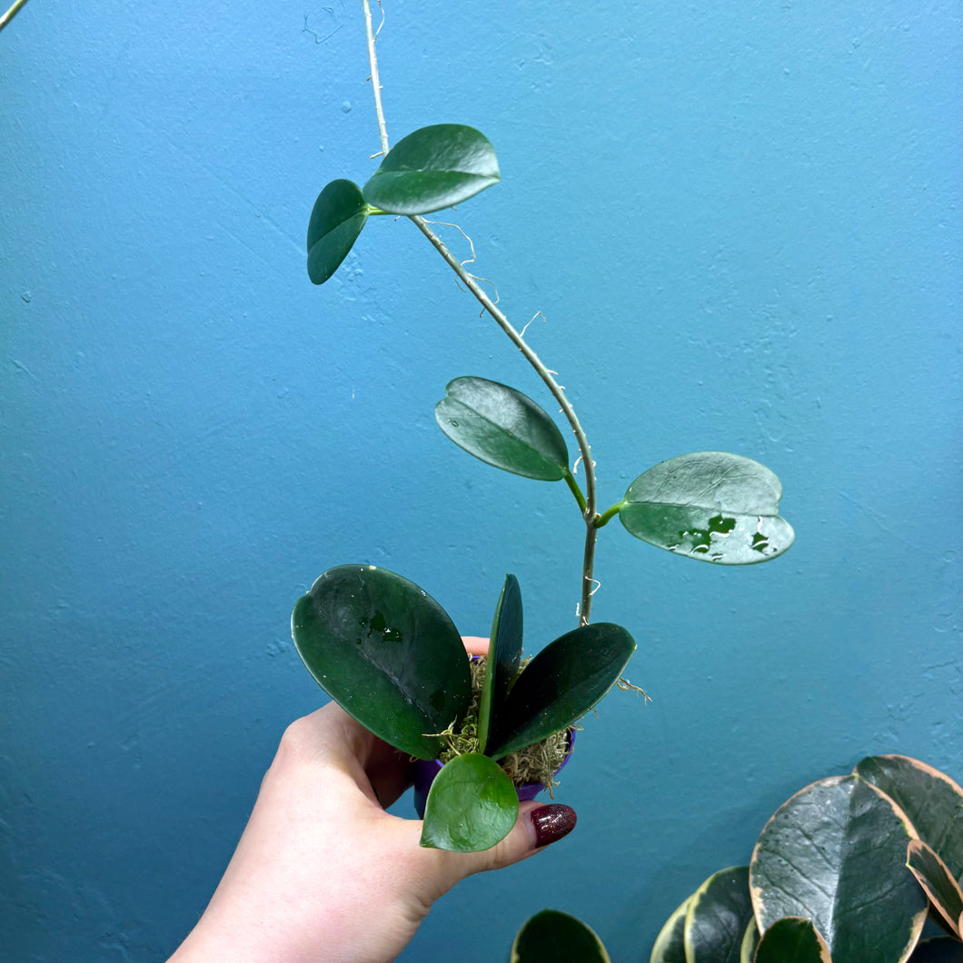 Hoya Australis Propagation Pot C