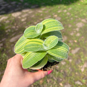 Tradescantia Sillamontana Variegated
