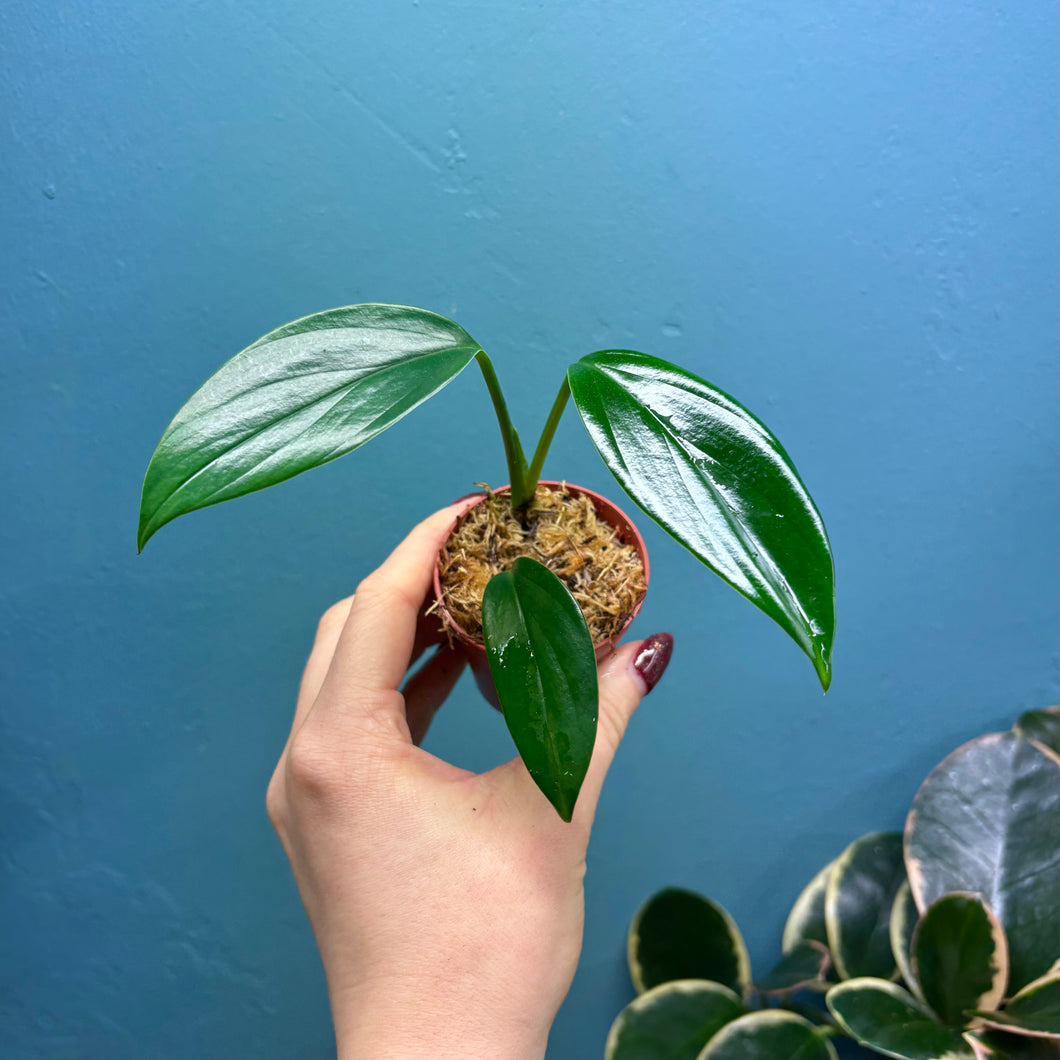 Rhaphidophora Decursiva Propagation Pot