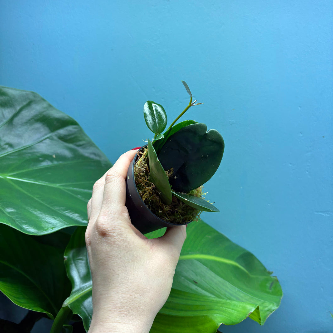 Hoya Australis Propagation Pot
