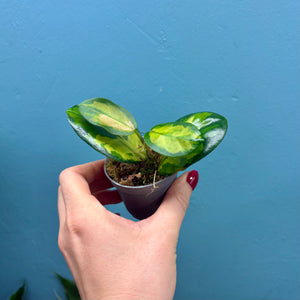 Hoya Australis Lisa Propagation Pot