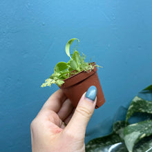 Load image into Gallery viewer, Philodendron Bipennifolium 'Golden Violin’
