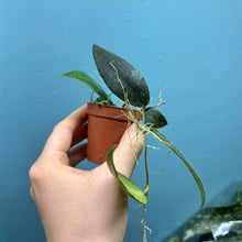 Load image into Gallery viewer, Baby Hoya Caudata Sumatra
