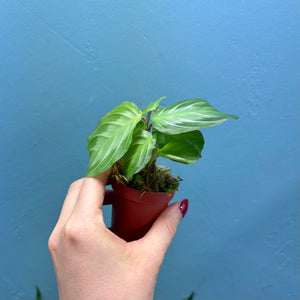 Maranta Silver Band 'Prayer Plant'