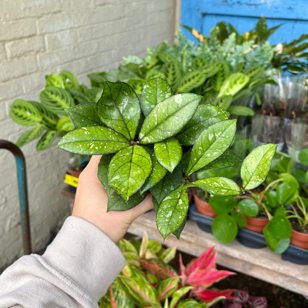 Hoya Crassipetiolata Splash