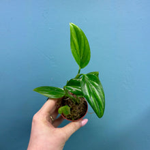 Load image into Gallery viewer, Monstera Standleyana 'Cobra Plant'
