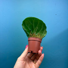 Load image into Gallery viewer, Streptocarpus &#39;Pretty Turtle&#39; Rooted Propagation Small Plant
