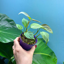 Load image into Gallery viewer, Philodendron Camposportoanum
