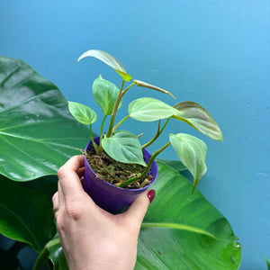 Philodendron Camposportoanum