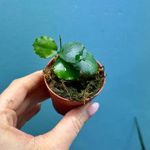 Load image into Gallery viewer, Prop Box Eviction: Bundle D Hoya
