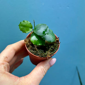 Prop Box Eviction: Bundle D Hoya