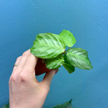 Load image into Gallery viewer, Maranta Silver Band &#39;Prayer Plant&#39;
