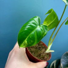 Load image into Gallery viewer, Philodendron &#39;Burle Marx&#39; Variegated Rooted Cutting
