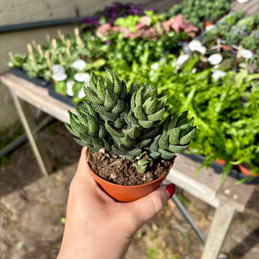 Haworthia Reinwardtii