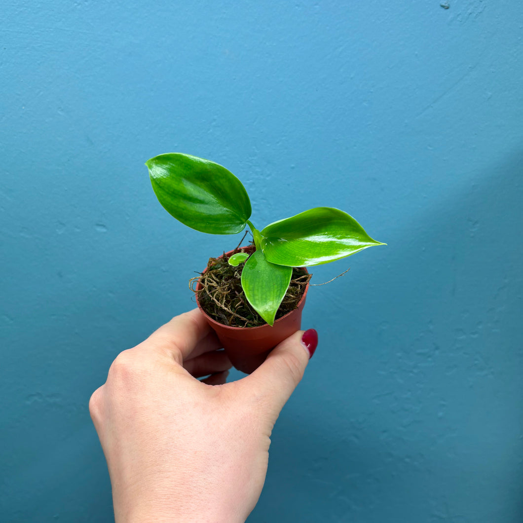 Philodendron Pittieri