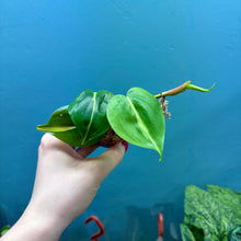 Load image into Gallery viewer, Philodendron Scandens &#39;Brasil&#39; A
