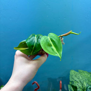Philodendron Scandens 'Brasil' A