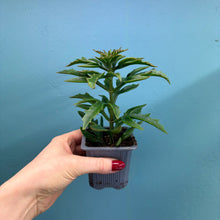 Load image into Gallery viewer, Kalanchoe 'Spider'
