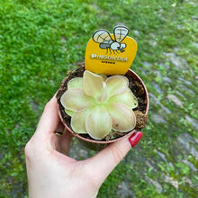Load image into Gallery viewer, Pinguicula &#39;Butterwort&#39; (Carnivorous Plant)
