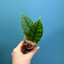 Load image into Gallery viewer, Hoya Callistophylla Propagation Pot
