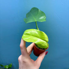 Load image into Gallery viewer, Philodendron Bipennifolium &#39;Golden Violin’ B
