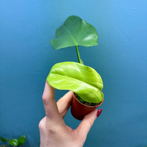 Philodendron Bipennifolium 'Golden Violin’ B