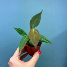Load image into Gallery viewer, Baby Philodendron Scandens Micans
