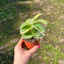 Load image into Gallery viewer, Tradescantia Sillamontana Variegated
