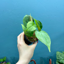 Load image into Gallery viewer, Philodendron Camposportoanum
