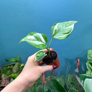 Epipremnum Aureum N'Joy