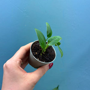 Monstera Aureopinnata aff.