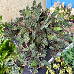 Pellionia Repens