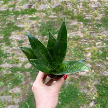 Load image into Gallery viewer, Sansevieria Trifasciata Hahnii ‘Birds Nest Snake Plant’
