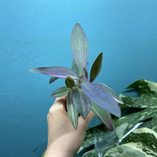 Load image into Gallery viewer, Tradescantia Pallida Variegated 'Pink Stripe' Propagation Pot
