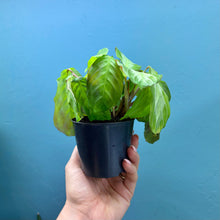 Load image into Gallery viewer, Maranta Silver Band &#39;Prayer Plant&#39;
