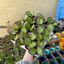 Load image into Gallery viewer, Kalanchoe Synsepala
