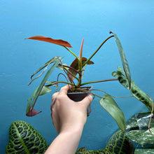 Load image into Gallery viewer, Philodendron Atabapoense

