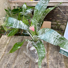 Load image into Gallery viewer, Aechmea Fasciata &#39;Primera&#39; (Pink Bromeliad)
