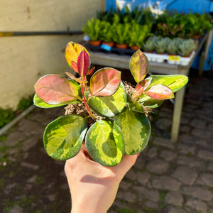 Hoya Australis Lisa