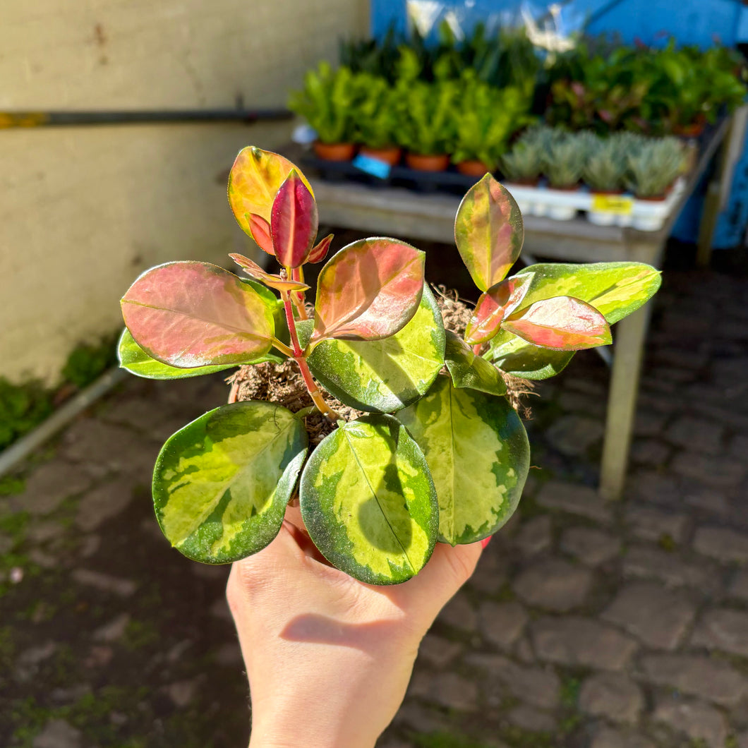 Hoya Australis Lisa