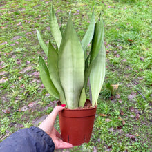 Load image into Gallery viewer, Sansevieria Trifasciata 'Snake Plant' Moonshine
