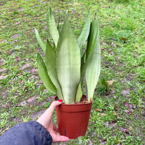 sansevieria moonshine uk Sansevieria Trifasciata 'Snake Plant' Moonshine – Moose Plant Shop