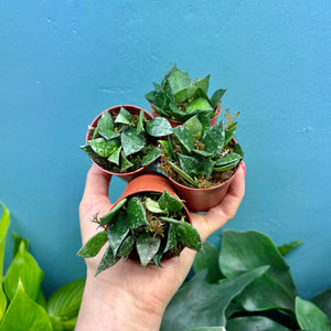 Baby Hoya Krohniana Splash