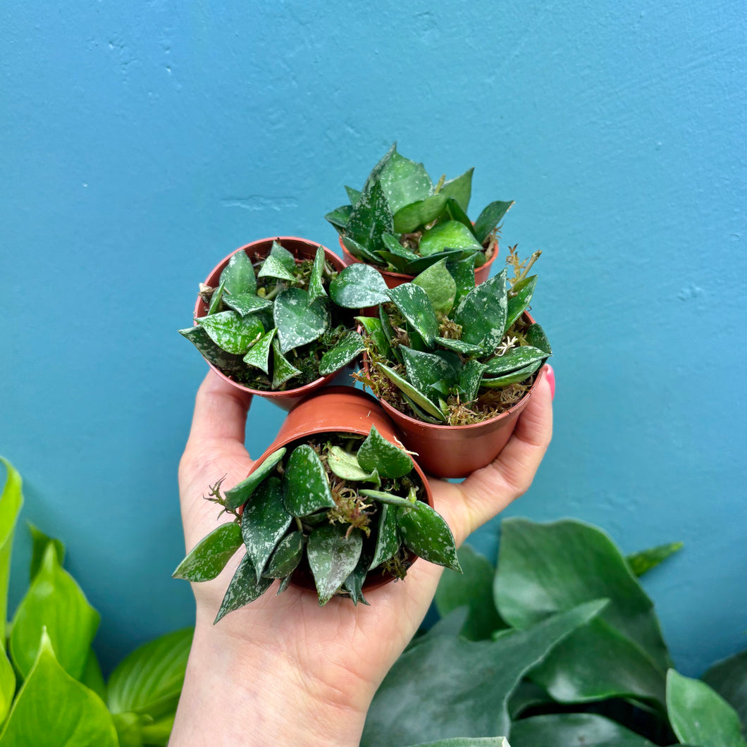 Baby Hoya Krohniana Splash