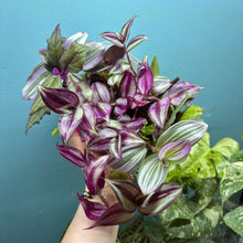 Load image into Gallery viewer, Propagation Bundle Tub 84 - Tradescantia, Gynura &amp; Epiphyllum
