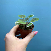Load image into Gallery viewer, Saintpaulia 'African Violet' Propagation Small Plant
