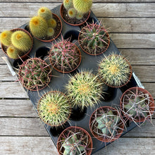 Load image into Gallery viewer, Mystery Medium Cactus Mix
